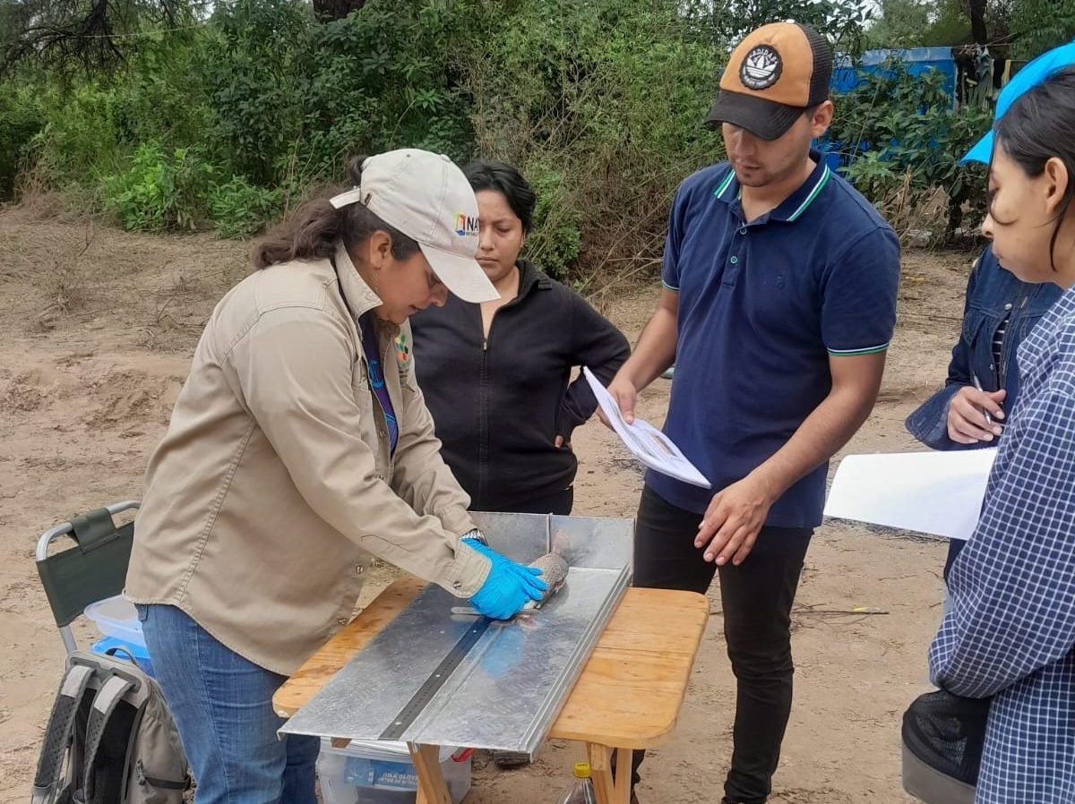 Disección Sábalo